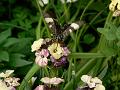 Butterfly, Cottage Garden, Coriole, McLaren Vale P1080558